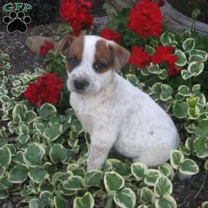 Tim, Australian Shepherd Mix Puppy